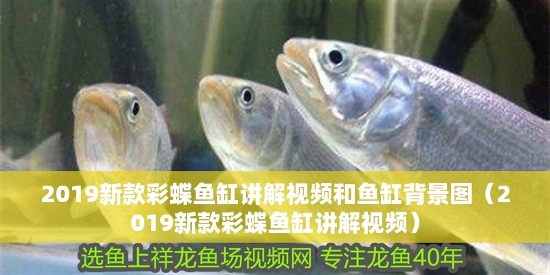 2019新款彩蝶魚缸講解視頻和魚缸背景圖（2019新款彩蝶魚缸講解視頻）