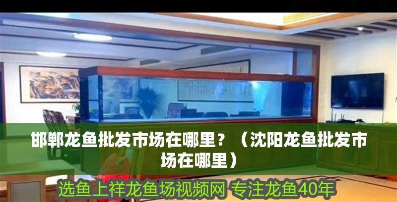 邯鄲龍魚批發(fā)市場(chǎng)在哪里？（沈陽(yáng)龍魚批發(fā)市場(chǎng)在哪里）