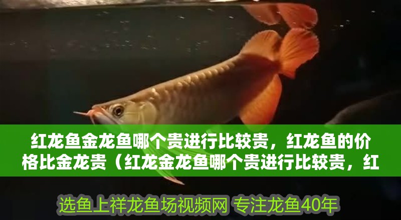 紅龍魚(yú)金龍魚(yú)哪個(gè)貴進(jìn)行比較貴，紅龍魚(yú)的價(jià)格比金龍貴（紅龍金龍魚(yú)哪個(gè)貴進(jìn)行比較貴，紅龍魚(yú)的價(jià)格比金龍貴）