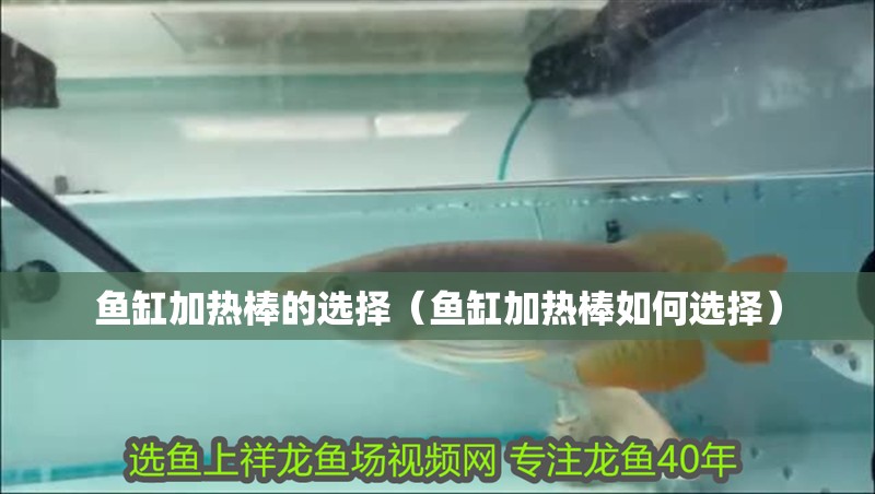 魚缸加熱棒的選擇（魚缸加熱棒如何選擇）