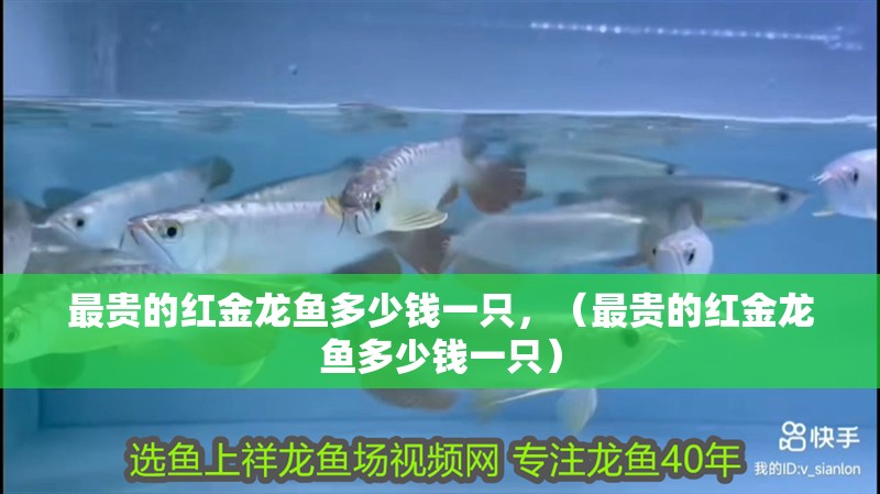 最貴的紅金龍魚多少錢一只，（最貴的紅金龍魚多少錢一只）