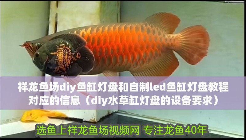 祥龍魚場(chǎng)diy魚缸燈盤和自制led魚缸燈盤教程對(duì)應(yīng)的信息（diy水草缸燈盤的設(shè)備要求）