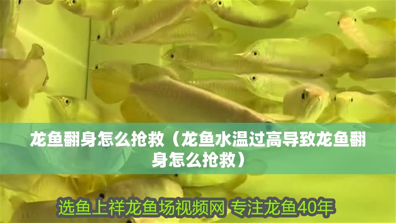 龍魚翻身怎么搶救（龍魚水溫過高導致龍魚翻身怎么搶救） 龍魚翻身怎么搶救（龍魚水溫過高導致龍魚翻身怎么搶救） 觀賞魚百科 第2張