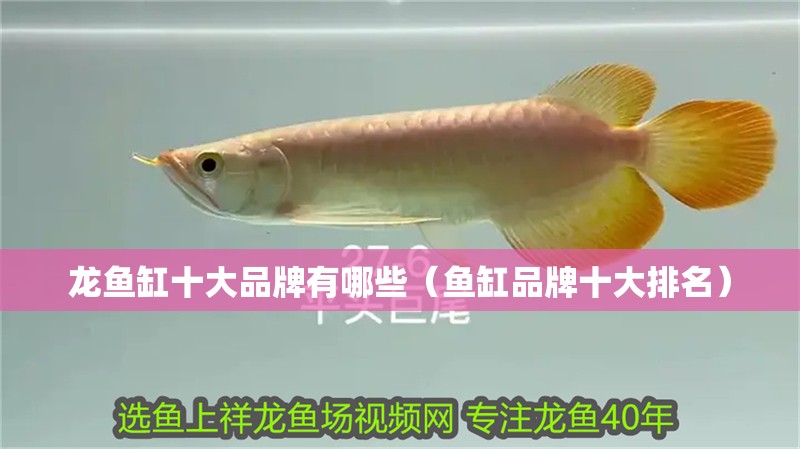 龍魚缸十大品牌有哪些（魚缸品牌十大排名）