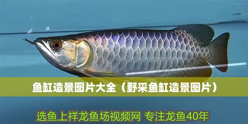 魚缸造景圖片大全（野采魚缸造景圖片）