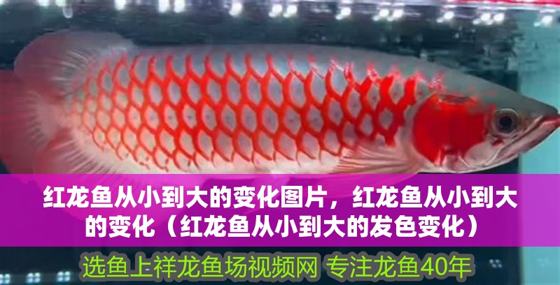 紅龍魚從小到大的變化圖片，紅龍魚從小到大的變化（紅龍魚從小到大的發色變化）