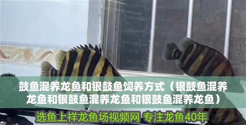 鼓魚混養龍魚和銀鼓魚飼養方式（銀鼓魚混養龍魚和銀鼓魚混養龍魚和銀鼓魚混養龍魚）