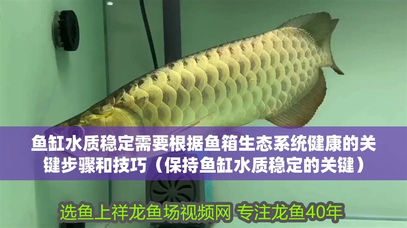 魚缸水質穩定需要根據魚箱生態系統健康的關鍵步驟和技巧（保持魚缸水質穩定的關鍵）