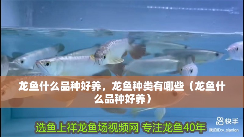 龍魚什么品種好養，龍魚種類有哪些（龍魚什么品種好養）