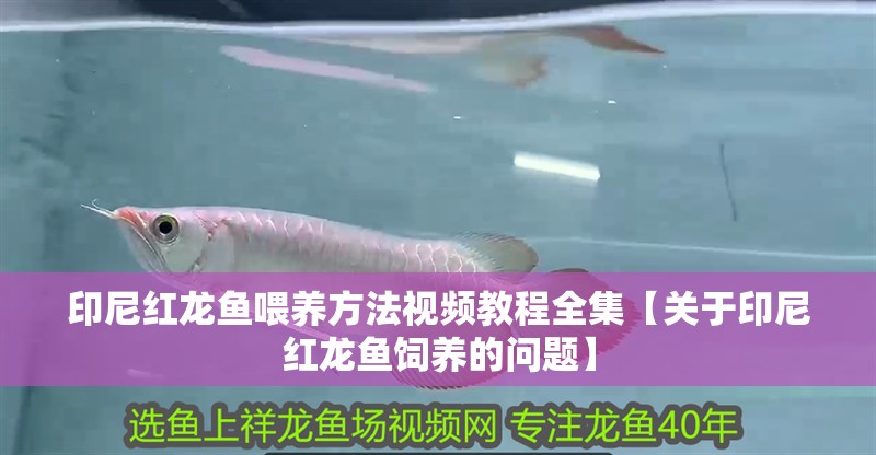 印尼紅龍魚喂養方法視頻教程全集【關于印尼紅龍魚飼養的問題】