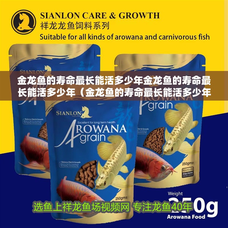 金龍魚的壽命最長能活多少年金龍魚的壽命最長能活多少年（金龍魚的壽命最長能活多少年）