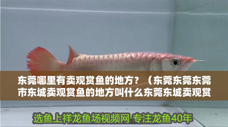東莞哪里有賣觀賞魚的地方？（東莞東莞東莞市東城賣觀賞魚的地方叫什么東莞東城賣觀賞魚）