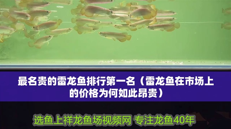 最名貴的雷龍魚排行第一名（雷龍魚在市場上的價格為何如此昂貴）