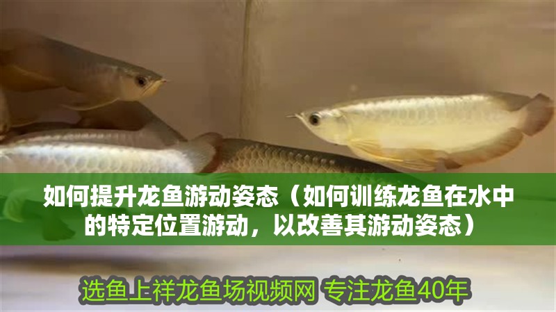 如何提升龍魚游動姿態(tài)（如何訓練龍魚在水中的特定位置游動，以改善其游動姿態(tài)） 如何提升龍魚游動姿態(tài)（如何訓練龍魚在水中的特定位置游動，以改善其游動姿態(tài)） 觀賞魚百科 第2張