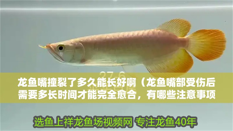 龍魚嘴撞裂了多久能長好啊（龍魚嘴部受傷后需要多長時間才能完全愈合，有哪些注意事項）