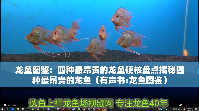 龍魚圖鑒：四種最昂貴的龍魚硬核盤點揭秘四種最昂貴的龍魚（有聲書:龍魚圖鑒）