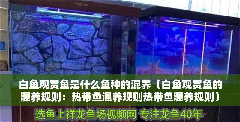 白魚觀賞魚是什么魚種的混養(yǎng)（白魚觀賞魚的混養(yǎng)規(guī)則：熱帶魚混養(yǎng)規(guī)則熱帶魚混養(yǎng)規(guī)則）