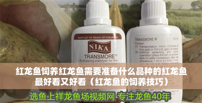 紅龍魚飼養(yǎng)紅龍魚需要準(zhǔn)備什么品種的紅龍魚最好看又好看（紅龍魚的飼養(yǎng)技巧）