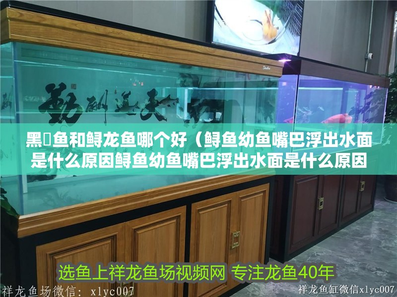 黑鮰魚和鱘龍魚哪個好（鱘魚幼魚嘴巴浮出水面是什么原因鱘魚幼魚嘴巴浮出水面是什么原因）