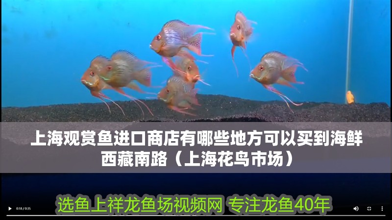 <strong><mark>上海</mark></strong>觀賞魚進口商店有哪些地方可以買到海鮮西藏南路（<strong><mark>上海</mark></strong>花鳥市場）