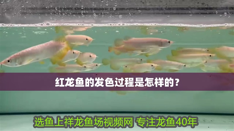 紅龍魚的發色過程是怎樣的？