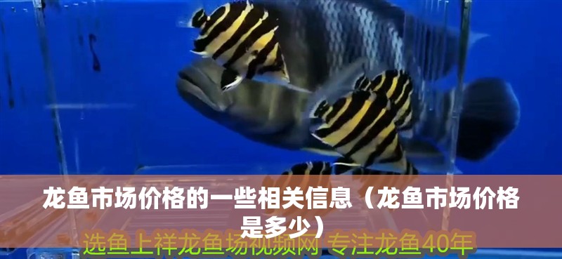龍魚市場價格的一些相關(guān)信息（龍魚市場價格是多少）