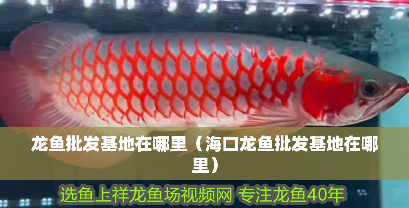 龍魚批發基地在哪里（?？邶堲~批發基地在哪里）