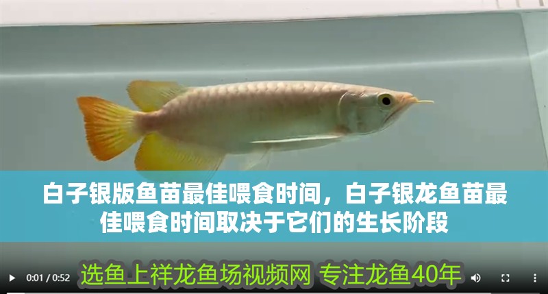 白子銀版魚苗最佳喂食時間，白子銀龍魚苗最佳喂食時間取決于它們的生長階段