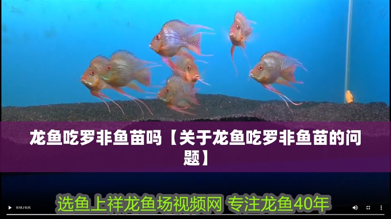 龍魚吃羅非魚苗嗎【關于龍魚吃羅非魚苗的問題】