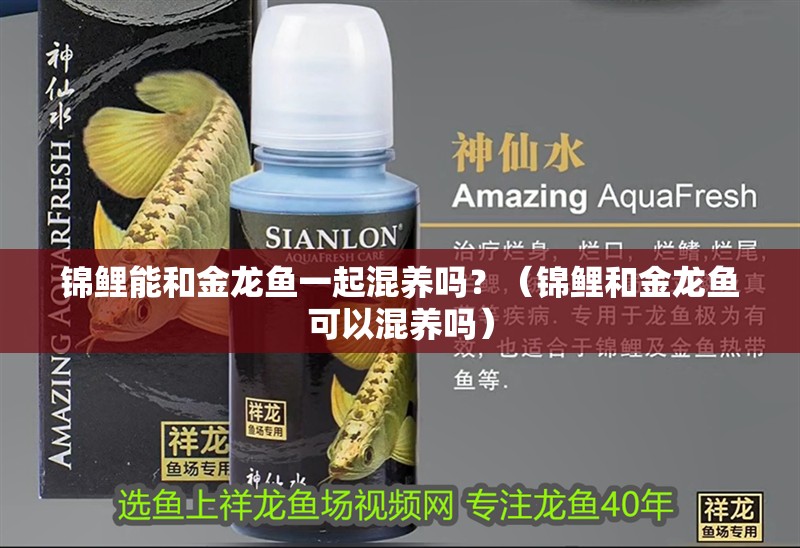 錦鯉能和金龍魚(yú)一起混養(yǎng)嗎？（錦鯉和金龍魚(yú)可以混養(yǎng)嗎）