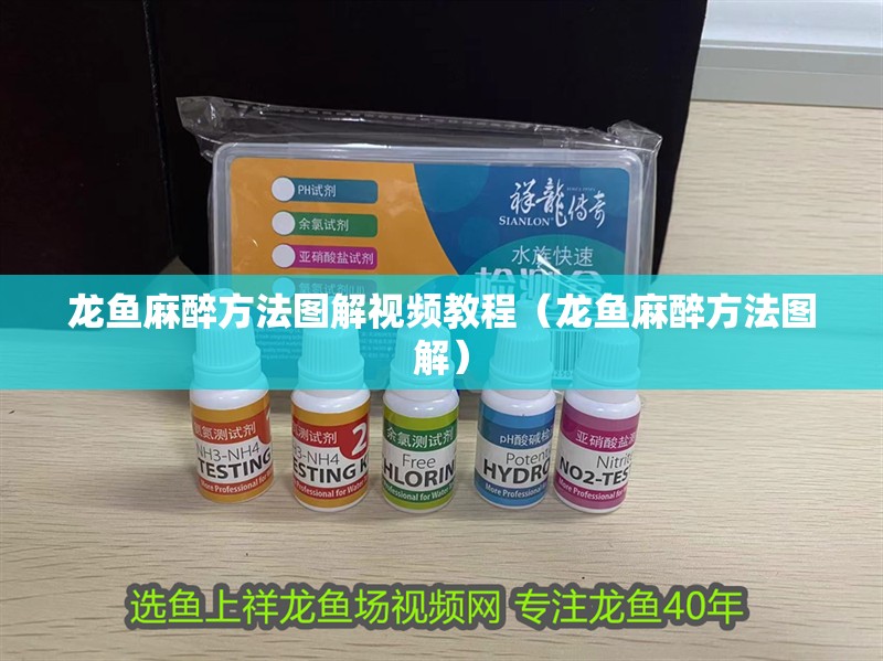 龍魚(yú)麻醉方法圖解視頻教程（龍魚(yú)麻醉方法圖解）