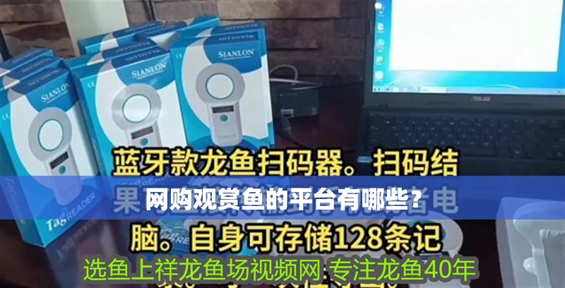 網購觀賞魚的平臺有哪些？