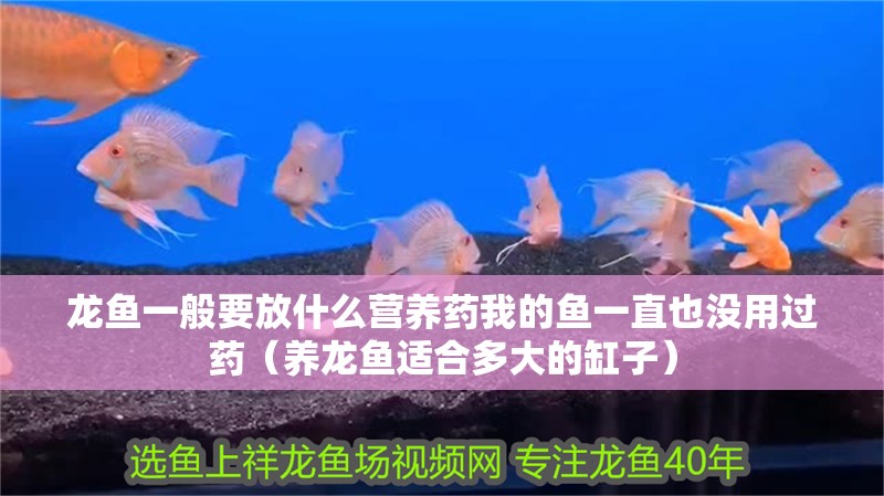 龍魚一般要放什么營養藥我的魚一直也沒用過藥（養龍魚適合多大的缸子）
