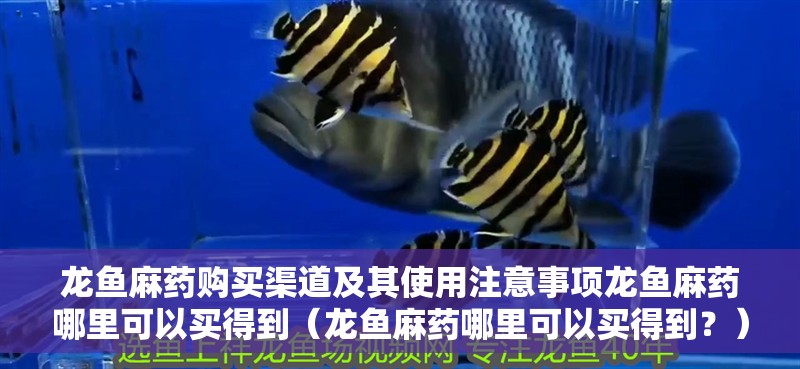 龍魚麻藥購買渠道及其使用注意事項龍魚麻藥哪里可以買得到（龍魚麻藥哪里可以買得到？） 龍魚麻藥購買渠道及其使用注意事項龍魚麻藥哪里可以買得到（龍魚麻藥哪里可以買得到？） 觀賞魚百科 第2張