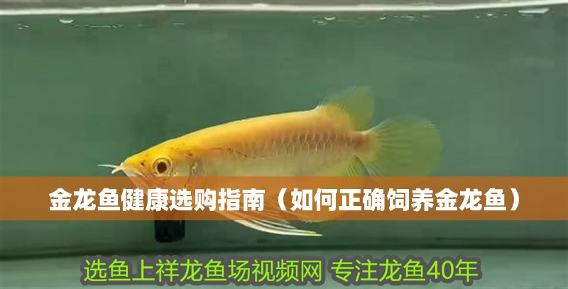 金龍魚健康選購指南（如何正確飼養(yǎng)金龍魚）