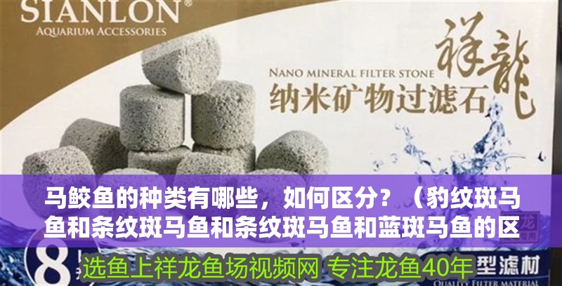 馬鮫魚的種類有哪些，如何區分？（豹紋斑馬魚和條紋斑馬魚和條紋斑馬魚和藍斑馬魚的區別）