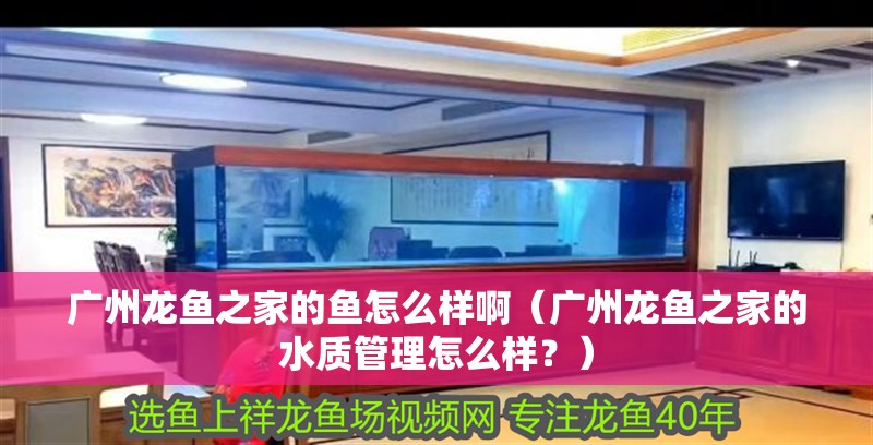 廣州龍魚之家的魚怎么樣啊（廣州龍魚之家的水質(zhì)管理怎么樣？）