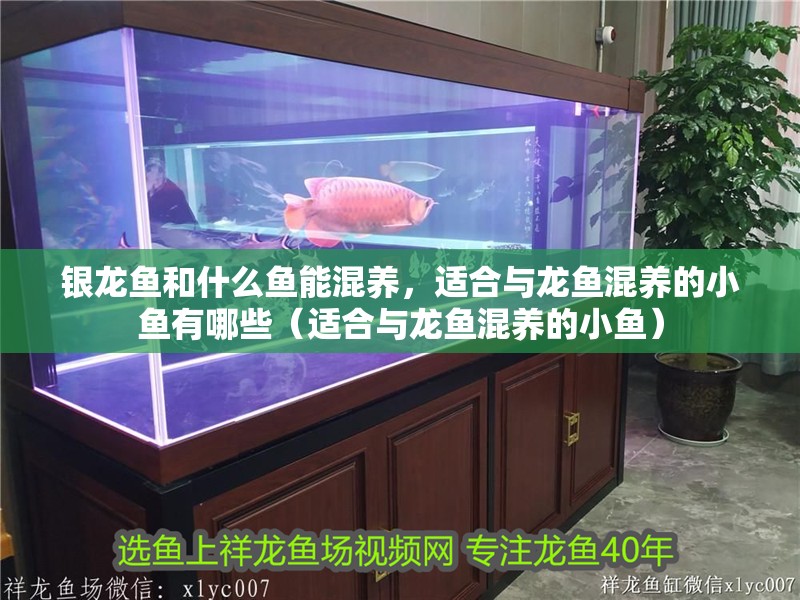 銀龍魚(yú)和什么魚(yú)能混養(yǎng)，適合與龍魚(yú)混養(yǎng)的小魚(yú)有哪些（適合與龍魚(yú)混養(yǎng)的小魚(yú)）