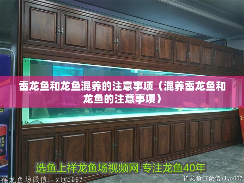 雷龍魚和龍魚混養(yǎng)的注意事項（混養(yǎng)雷龍魚和龍魚的注意事項） 雷龍魚和龍魚混養(yǎng)的注意事項（混養(yǎng)雷龍魚和龍魚的注意事項） 觀賞魚百科 第2張