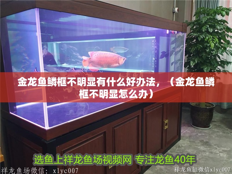 金龍魚鱗框不明顯有什么好辦法，（金龍魚鱗框不明顯怎么辦）