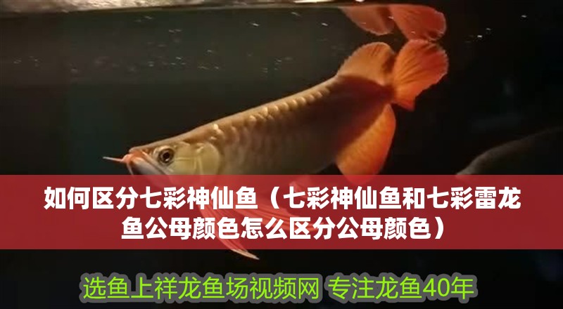 如何區分七彩神仙魚（七彩神仙魚和七彩雷龍魚公母顏色怎么區分公母顏色）