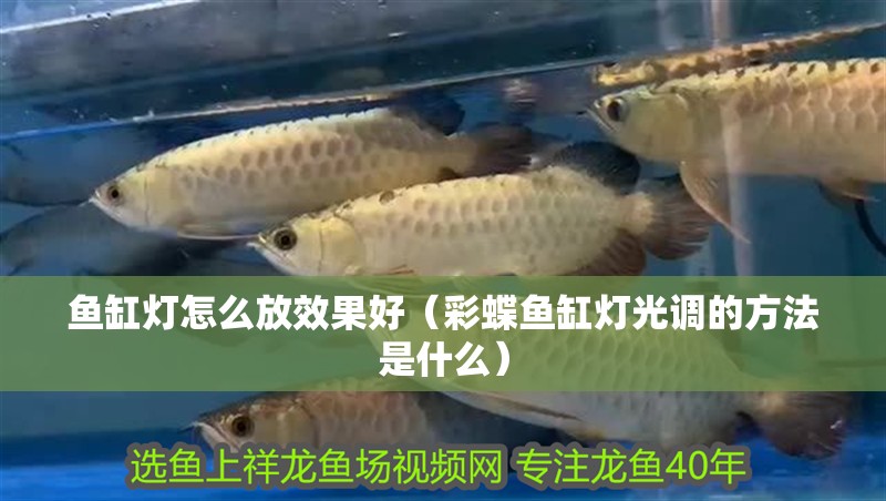 魚缸燈怎么放效果好（彩蝶魚缸燈光調(diào)的方法是什么）