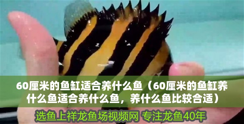 60厘米的魚缸適合養(yǎng)什么魚（60厘米的魚缸養(yǎng)什么魚適合養(yǎng)什么魚，養(yǎng)什么魚比較合適）