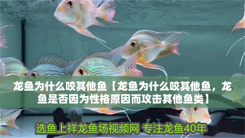 龍魚為什么咬其他魚【龍魚為什么咬其他魚，龍魚是否因為性格原因而攻擊其他魚類】
