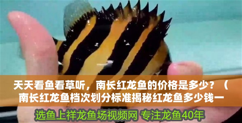 天天看魚看草聽，南長紅龍魚的價格是多少？（南長紅龍魚檔次劃分標(biāo)準(zhǔn)揭秘紅龍魚多少錢一只江月行客）