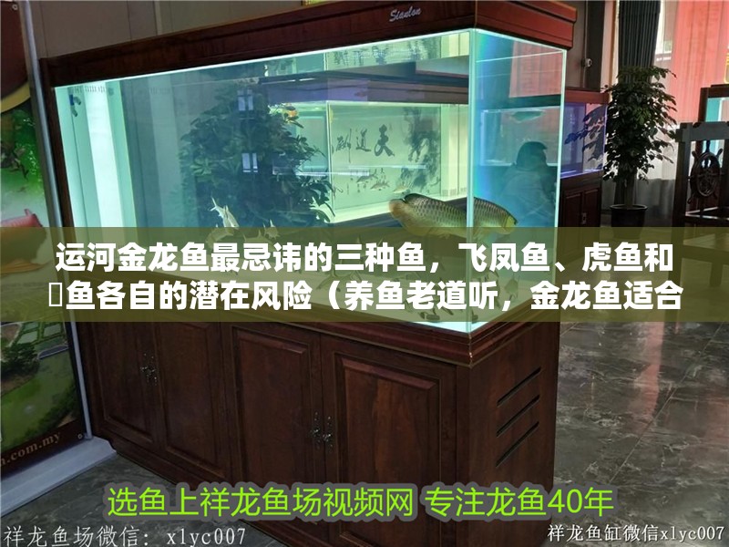運河金龍魚最忌諱的三種魚，飛鳳魚、虎魚和魟魚各自的潛在風險（養魚老道聽，金龍魚適合混養哪些魚）