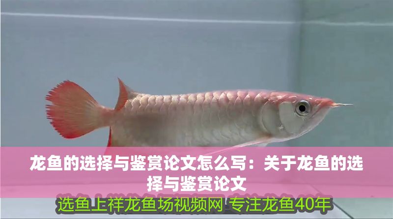 龍魚的選擇與鑒賞論文怎么寫：關于龍魚的選擇與鑒賞論文