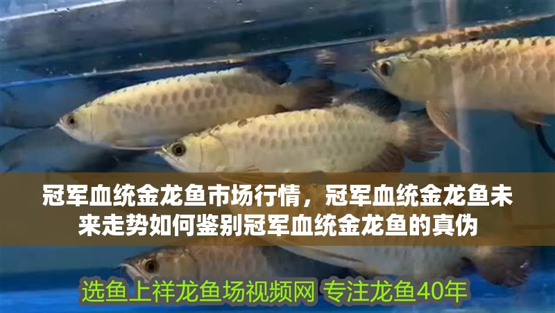 冠軍血統金龍魚市場行情，冠軍血統金龍魚未來走勢如何鑒別冠軍血統金龍魚的真偽