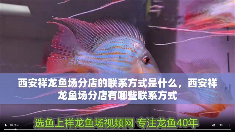 西安祥龍魚場分店的聯系方式是什么，西安祥龍魚場分店有哪些聯系方式