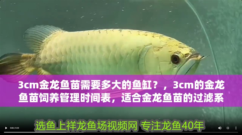 3cm金龍魚苗需要多大的魚缸？，3cm的金龍魚苗飼養(yǎng)管理時(shí)間表，適合金龍魚苗的過濾系統(tǒng)